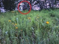 Robil si niekto srandu alebo je to naozaj yeti? Robil si niekto srandu alebo je to naozaj yeti?