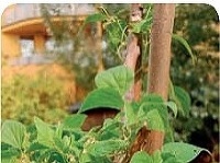 Ukážka z knihy Balkón ako záhradka