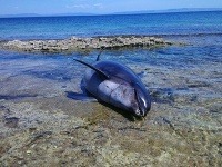 Uhynutého delfína objavili na pobreží obľúbenej dovolenkovej destinácie v Chorvátsku.