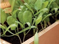 Ukážka z knihy Balkón ako záhradka