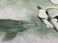 Margaret Howe Lovattová pre BBC prezradila detaily o svojom živote s delfínom.
