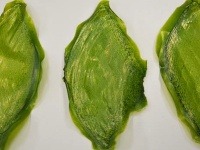 Listy sú z chloroplastov a hodvábneho proteínu