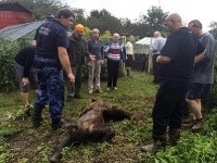 Zatúlaného medveďa dnes poľovník zastrelil pri obytnej štvrti
