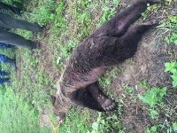 Zatúlaného medveďa dnes poľovník zastrelil pri obytnej štvrti
