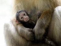 V košickej zoo sa narodili mláďatá makaka a lamy