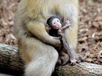 V košickej zoo sa narodili mláďatá makaka a lamy