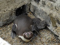 V košickej zoo sa vyliahol tretí tučniak