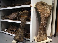 Našli sa kostrové pozostatky dosiaľ najväčšieho dinosaura