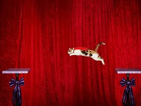 Alley - mačka s najdlhším skokanským výkonom