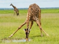 Žirafa musí pri pití roztiahnuť predné nohy.