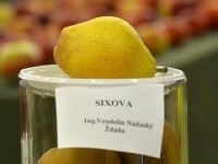 Najkrajšie jablko Slovenska je zo Šurian, najkrajšia hruška zo Ždane