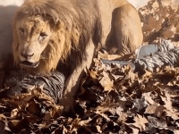 Obrovský lev si sadá na bezbranného muža