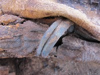 Ruka s náramkami vykopanej múmie 18-ročného dievčaťa