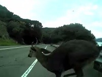 Jeleň mohol cyklistovi vážne ublížiť. Jeleň mohol cyklistovi vážne ublížiť.