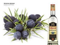 Borievka obyčajná - juniperus communis