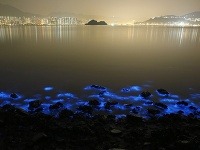 More v Hongkongu žiari potenciálne toxická svietivka trblietavá.