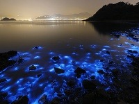 More v Hongkongu žiari potenciálne toxická svietivka trblietavá.