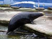 Tulene z košickej zoo
