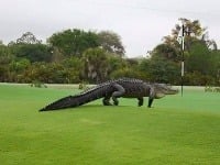 Aligátor sa ukázal na golfovom ihrisku v plnej kráse.
