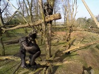 Šimpanz v arnhemskom zoo zrazil konárom dron nad svojou klietkou