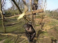 Šimpanz v arnhemskom zoo zrazil konárom dron nad svojou klietkou Šimpanz v arnhemskom zoo zrazil konárom dron nad svojou klietkou