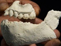 Čeľusť austrlopitheka deyiremeda Čeľusť austrlopitheka deyiremeda