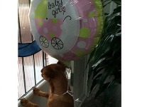 Fotkou psa s balónikom oznámila šťastná mamička príchod bábätka. 
