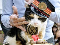Japonsko oplakáva mačku, ktorá slúžila ako prednostka stanice 