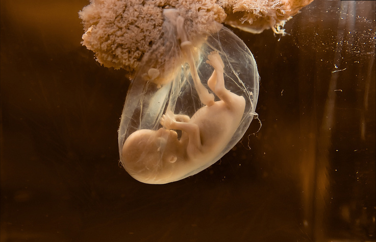 Vedci vytvorili embryo bez
