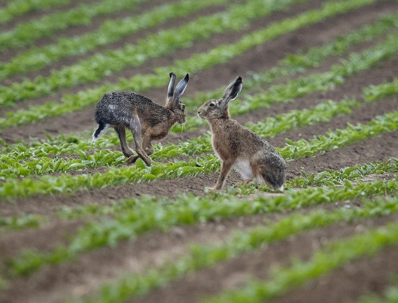 MIMORIADNE Na Slovensku potvrdili