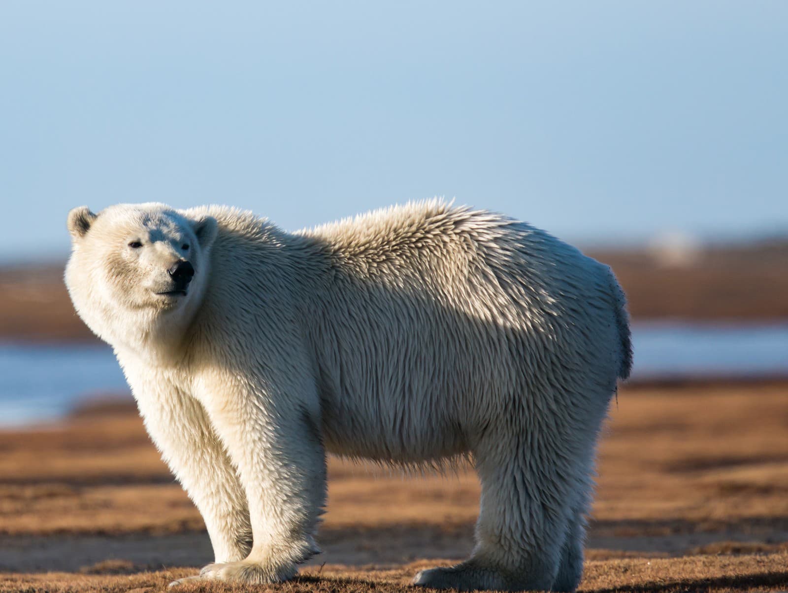 Manželia vyšli von a