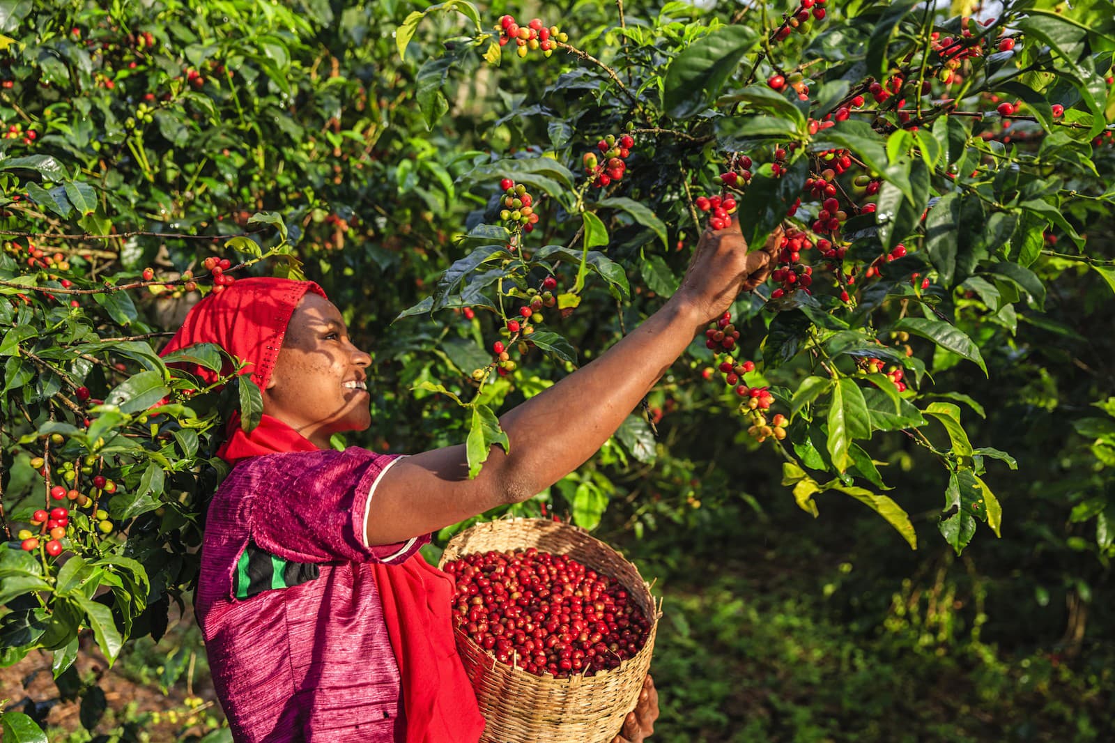 Pre drobných pestovateľov kávy je fairtrade spôsob, ako žiť kvalitnejší život. 