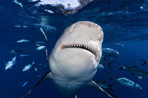 Ellu (13) napadol žralok:
