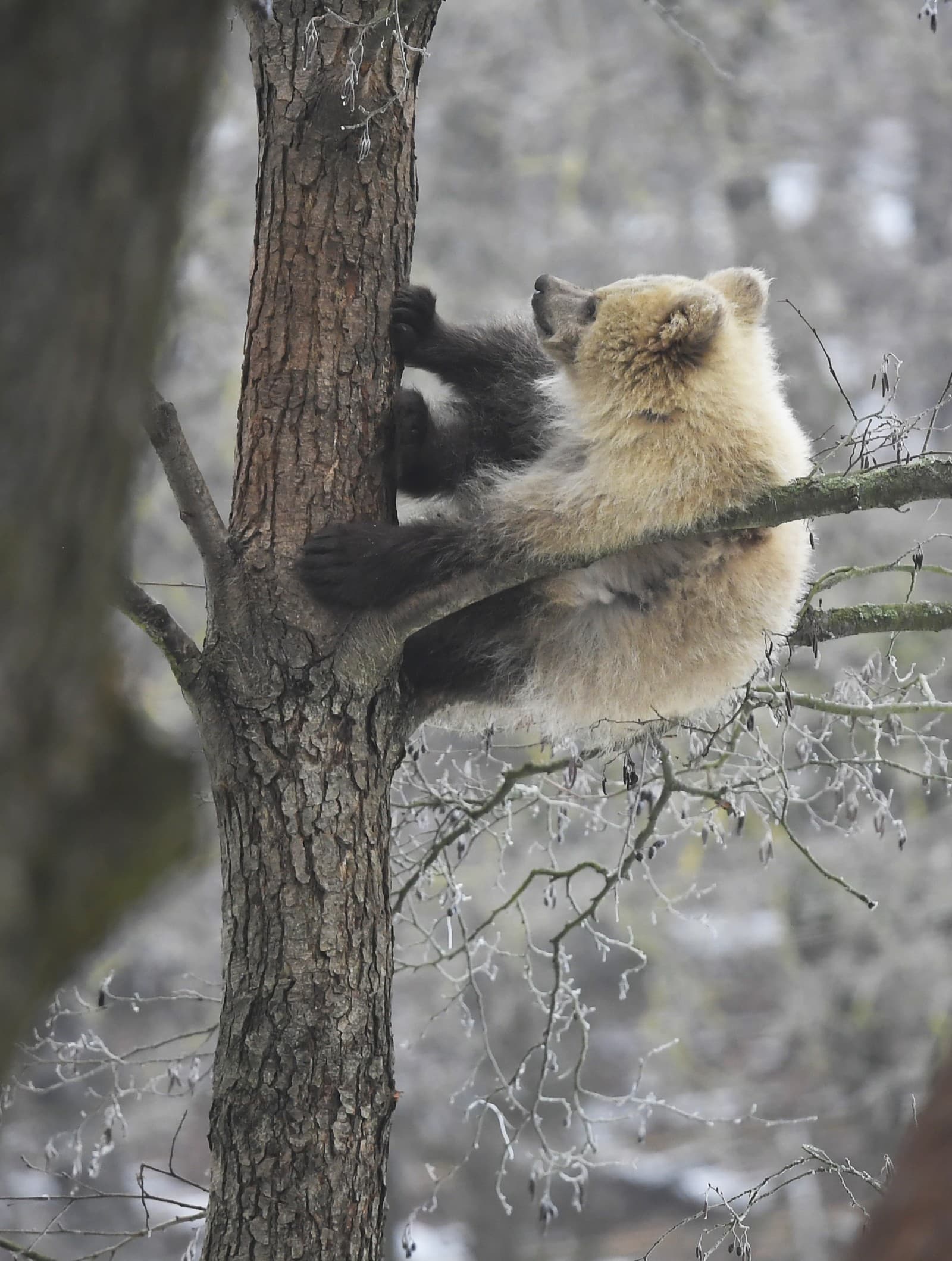 Osirelé medvedie mláďa vyliezlo a zostalo na strome v košickej zoo.