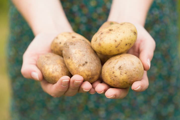 Produkcia zemiakov klesá, ich