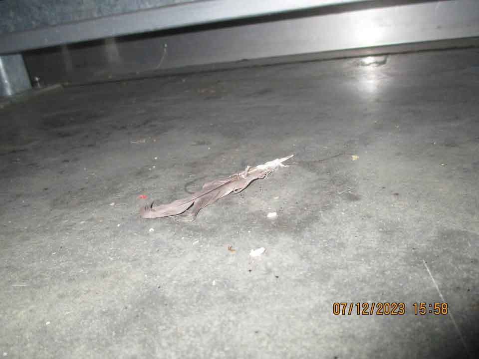 Znečistená podlaha v chladiacom boxe na mäsové výrobky v jednej z prevádzok v Trebišove - výskyt vtáčieho peria