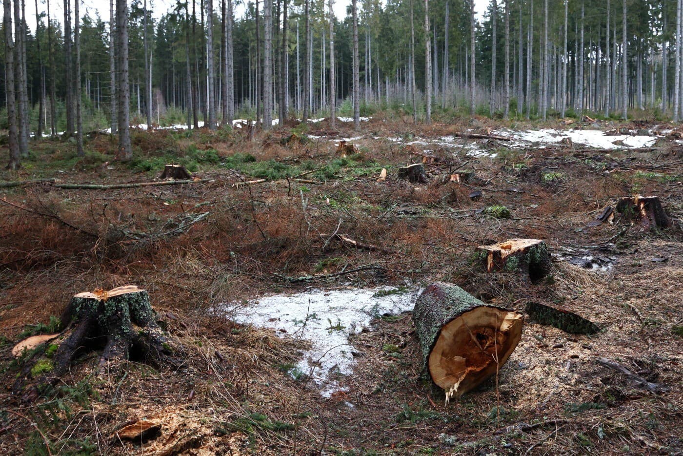 Ťažba v Kôprovej doline zverejnená vo februári iniciatívou My sme les