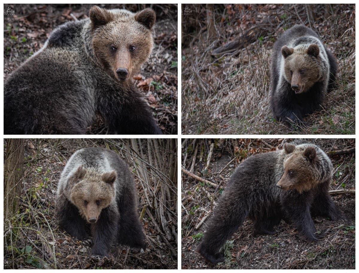 Medveď v okrese Prievidza
