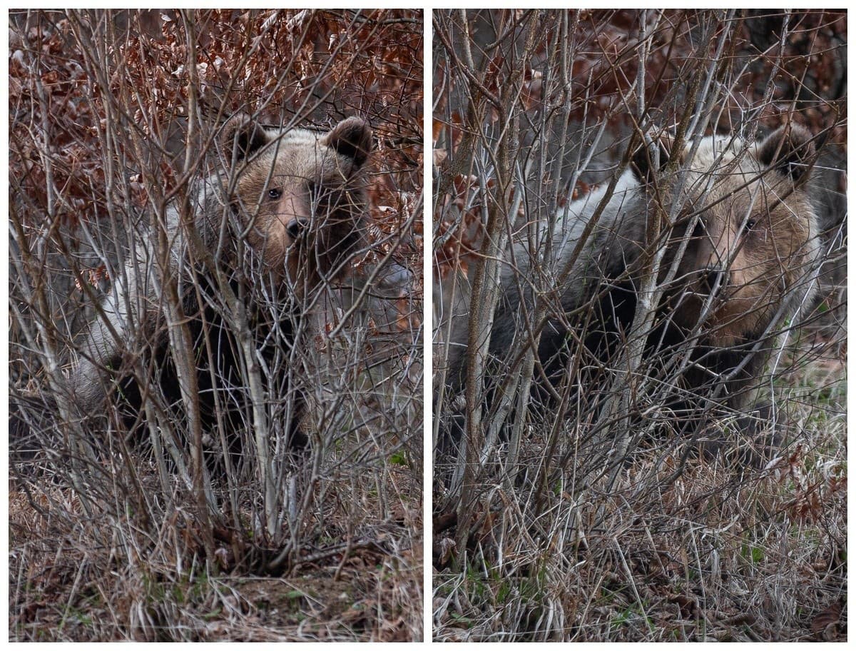 Druhý videný medveď v okrese Prievidza