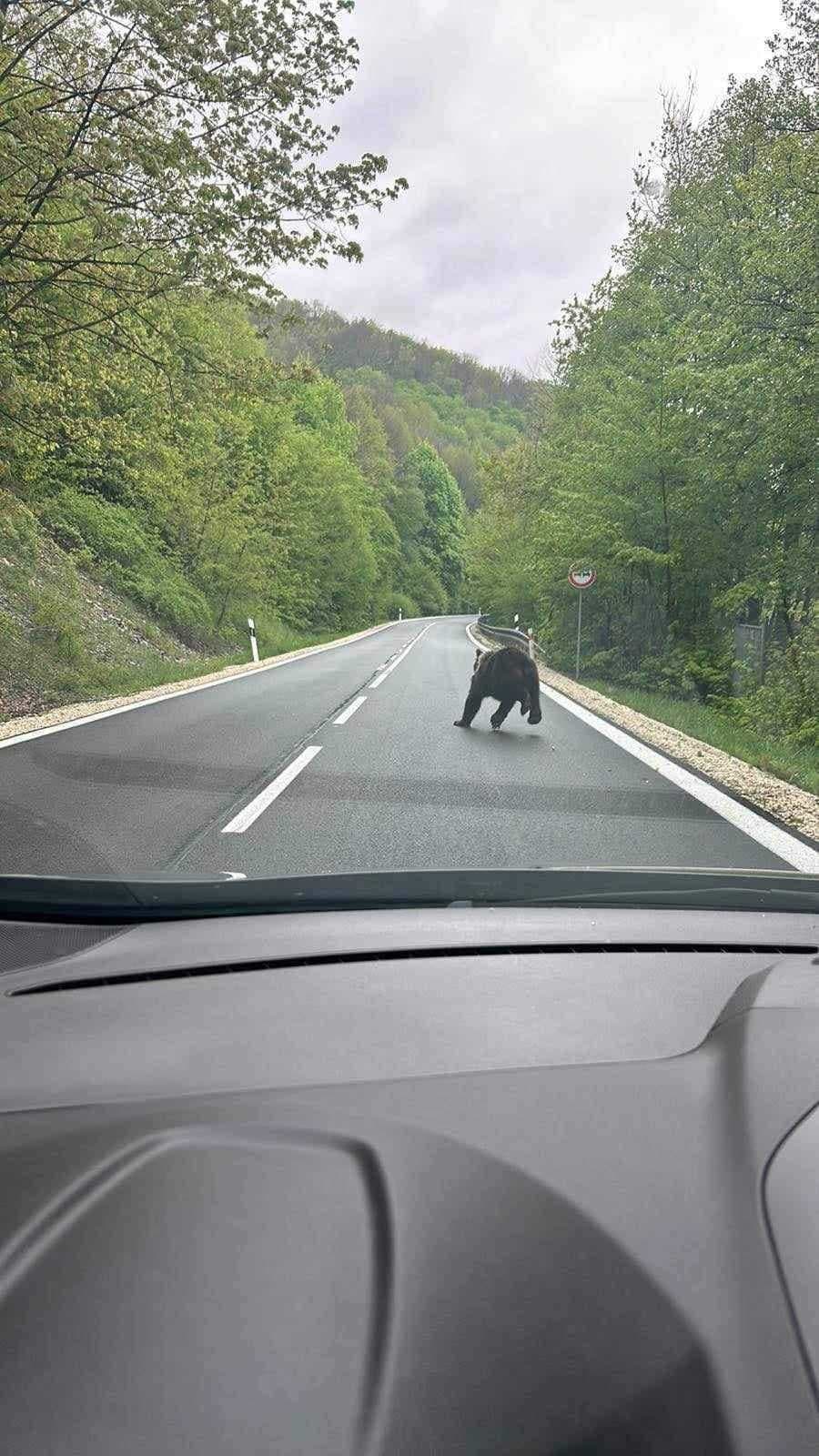 V katastri obce Košická Belá, v blízkosti chatovej lokality, bol zaznamenaný pohyb medveďa.
