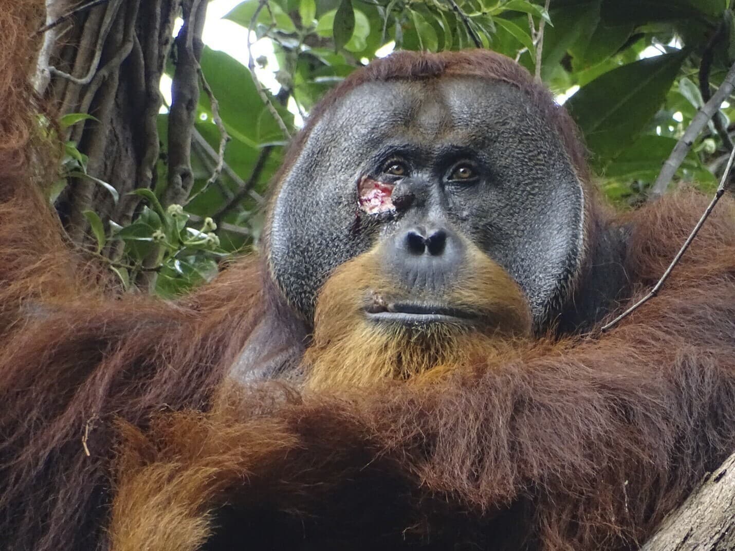 Orangutan si ošetroval ranu