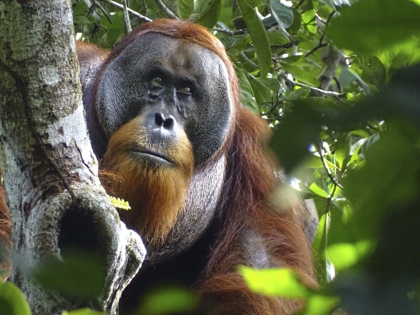 Orangutan si ošetroval ranu