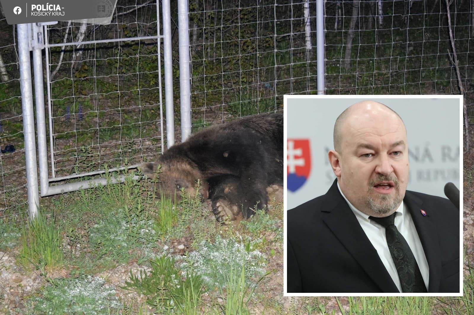 Huliakova vypchatá medvedica nezostala