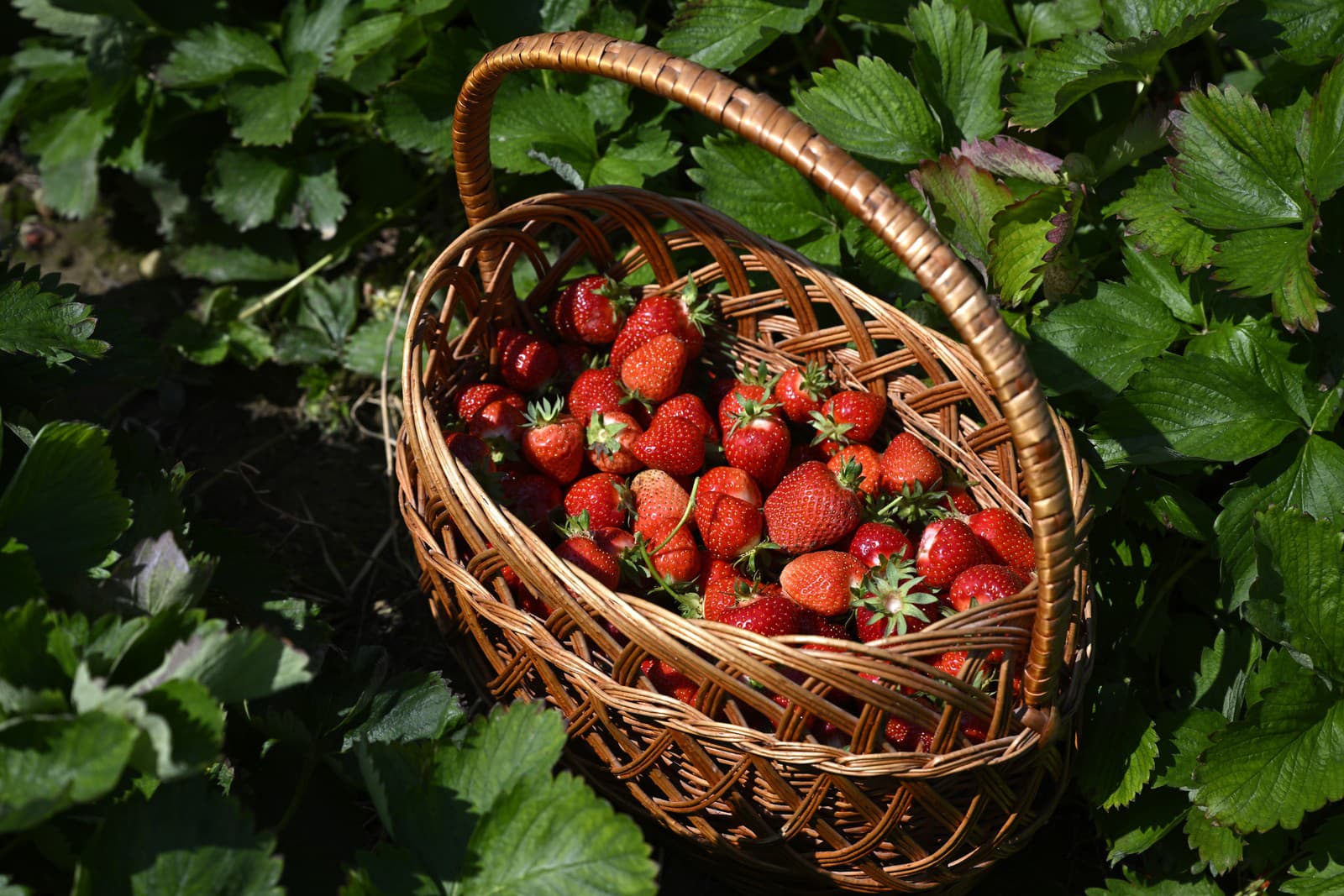 Vyzerajú sladko, no môžu