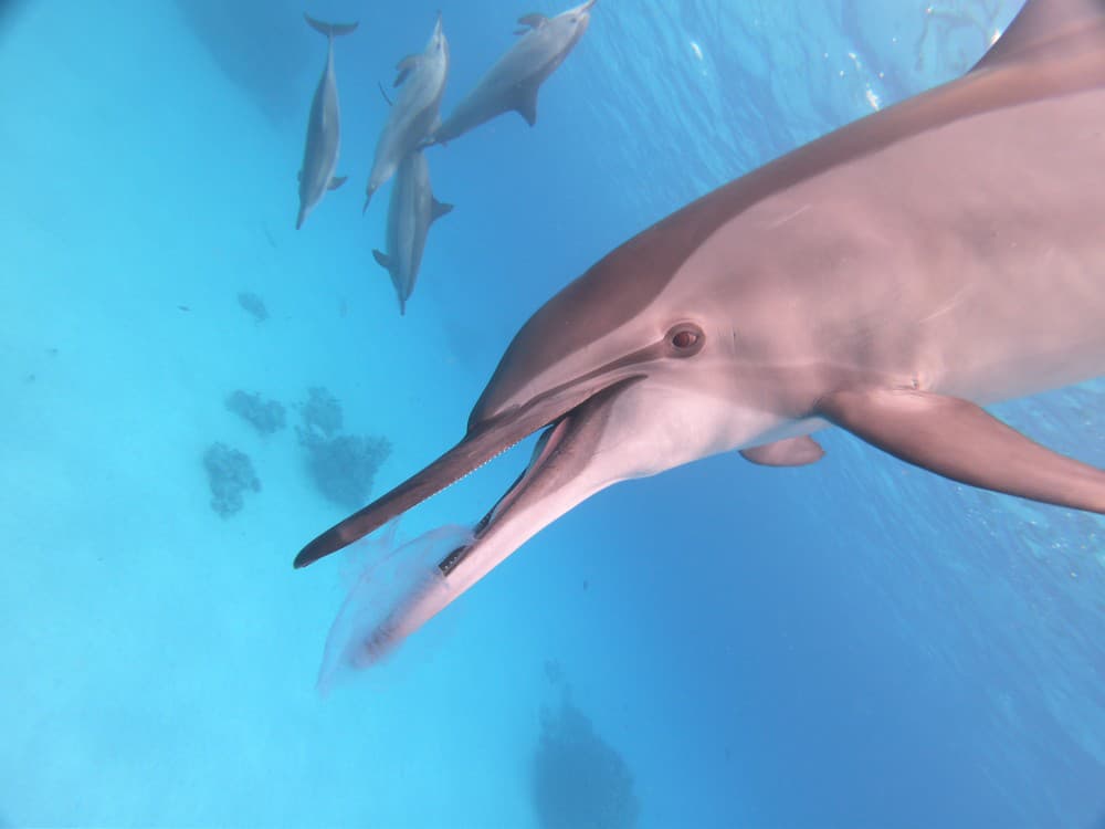 Stretnutie s delfínmi v Dolphin House je zážitkom na celý život. 