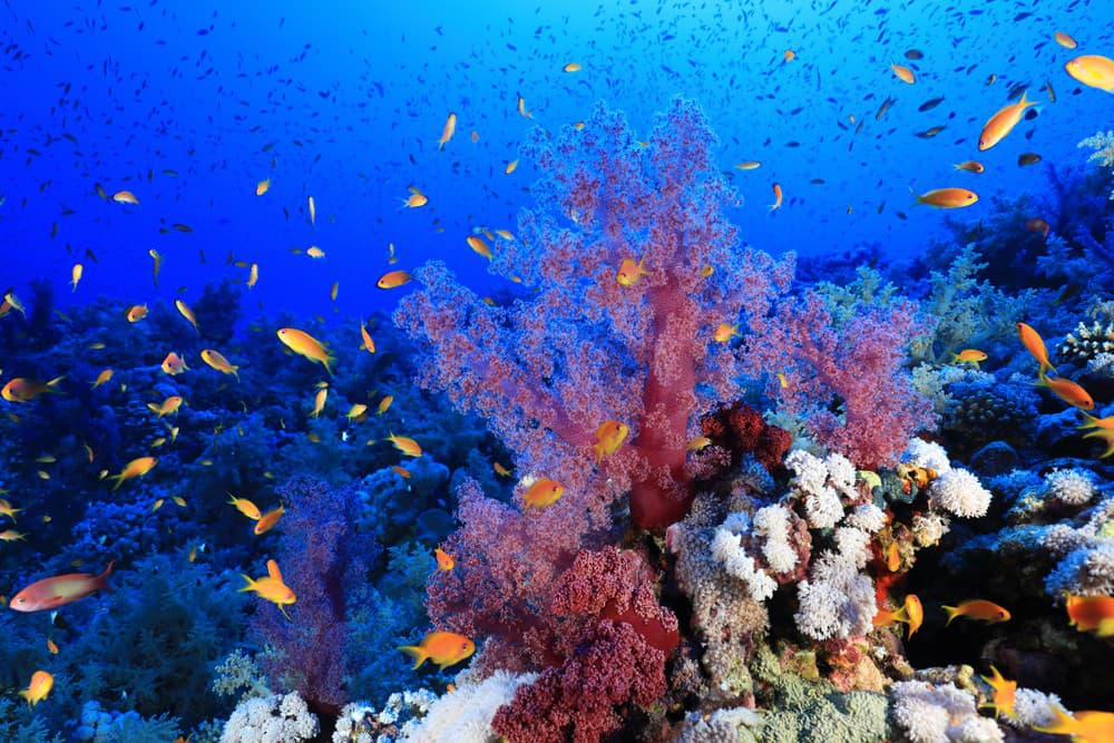 Koralový útes Elphinstone Reef je top miestom na potápanie. 
