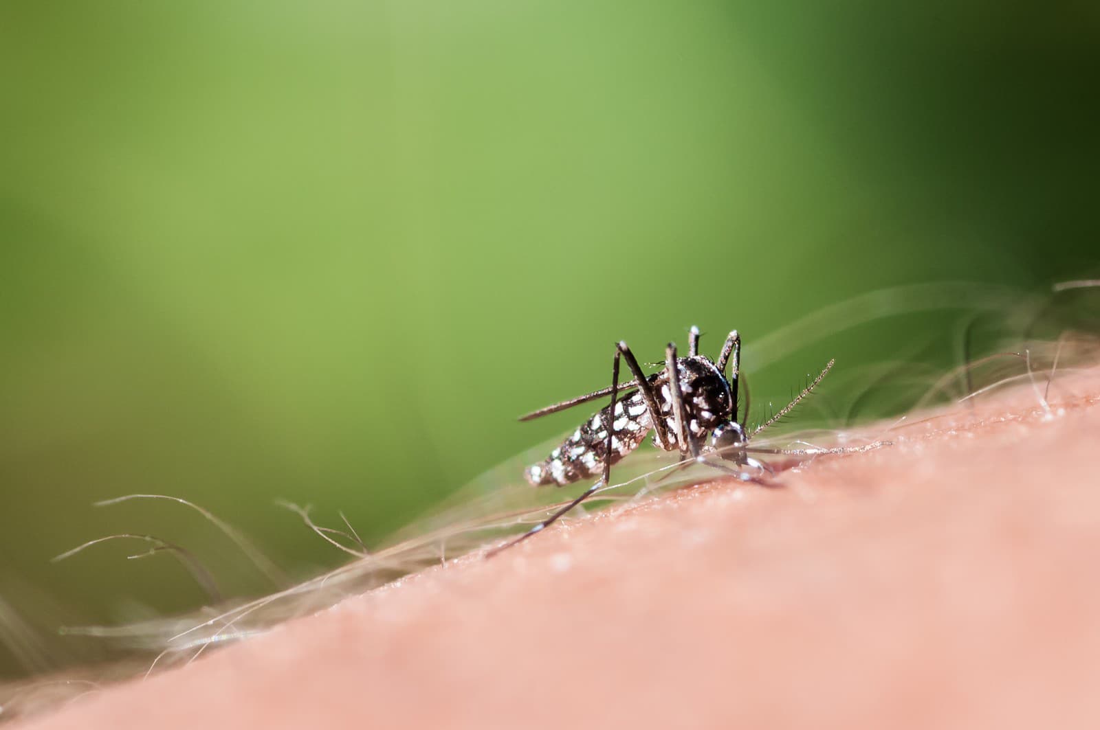 Jeden z najnebezpečnejších komárov