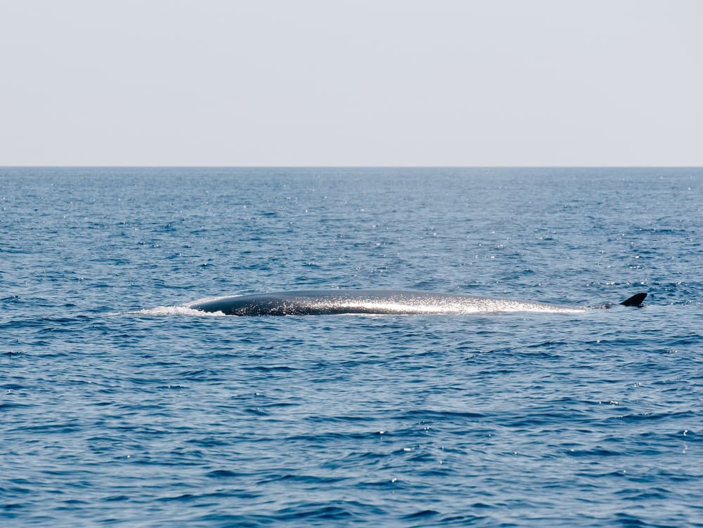 Tajomstvo nesmrteľnosti odhalené? Vedci