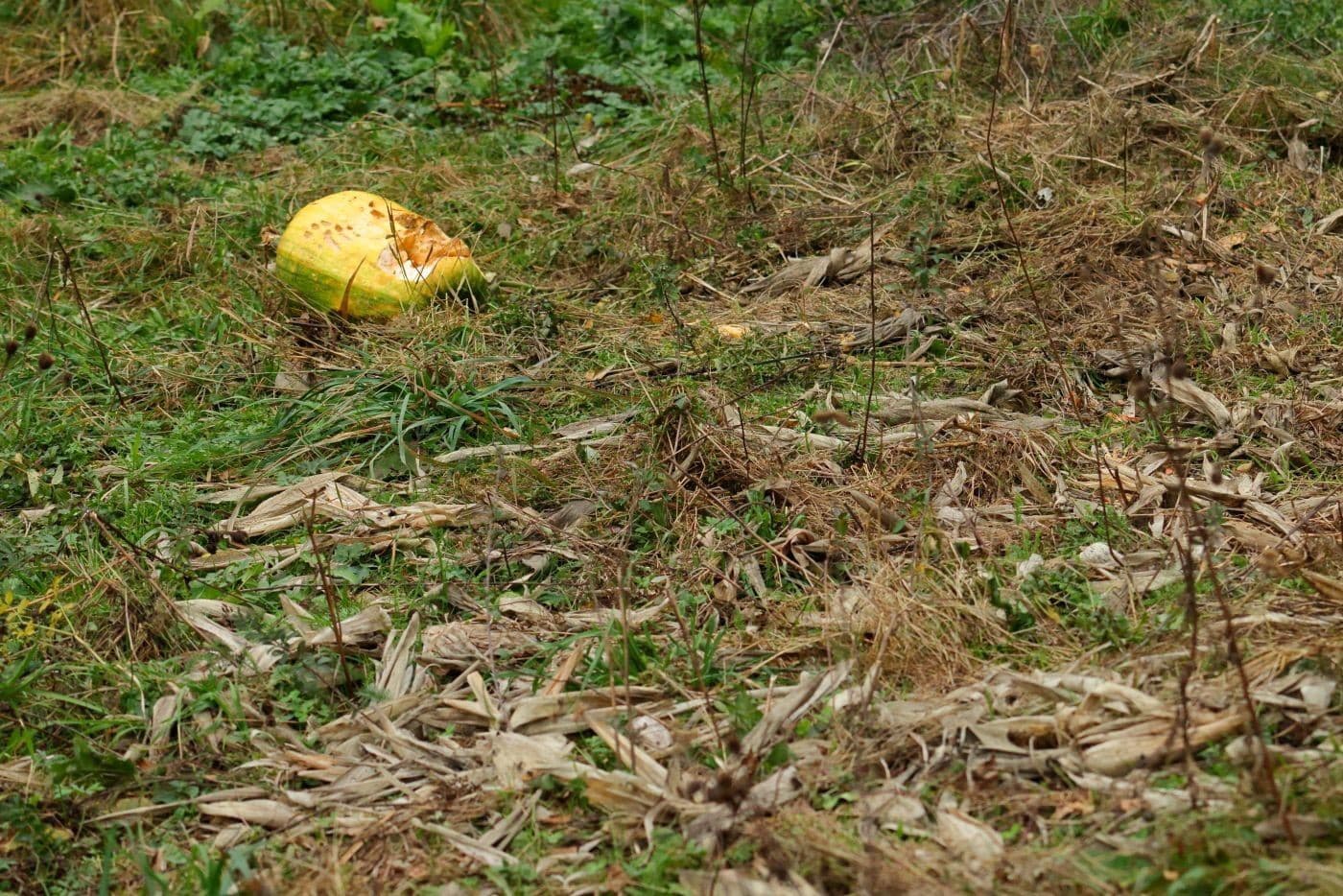 Aktivisti našli vnadisko necelý kilometer od miesta smrteľného útoku medveďa