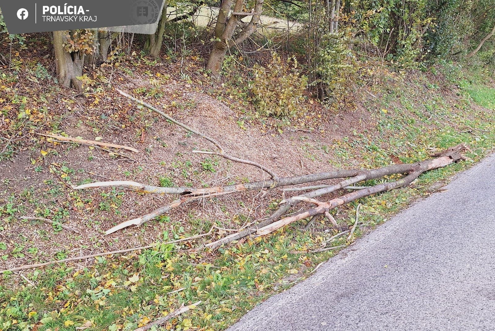 Na idúce auto spadol odlomený strom